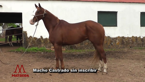 Lote Mano Santa