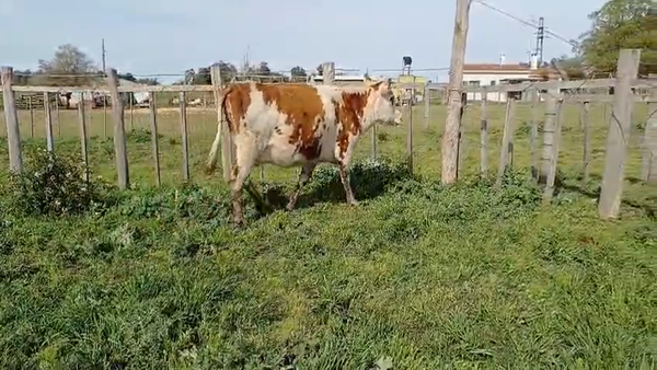 Lote (Vendido)Vacas preñadas en RUTA 45 - LIBERTAD