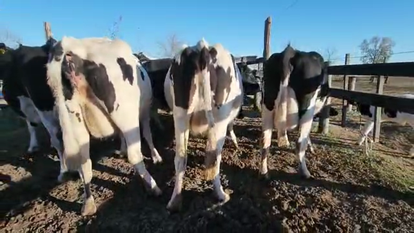 Lote Est. Don Osvaldo - Preparto