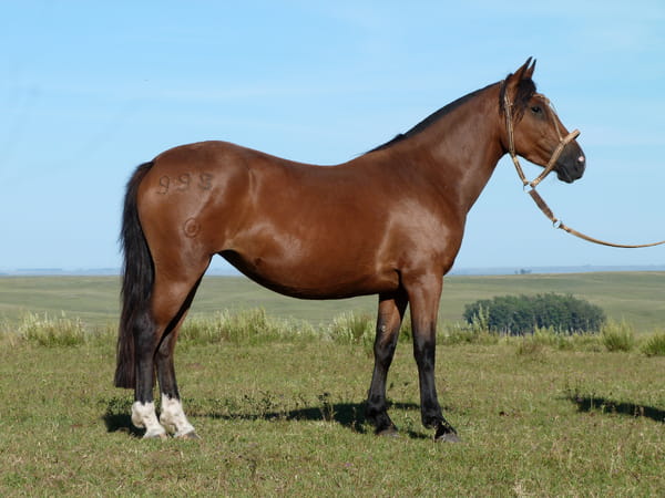 Lote Cumbia del Queguay