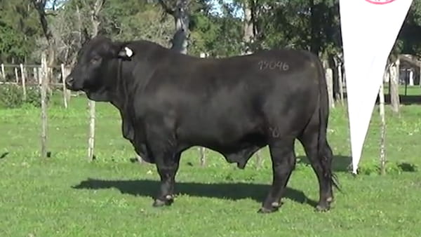 Lote TORO BRANGUS