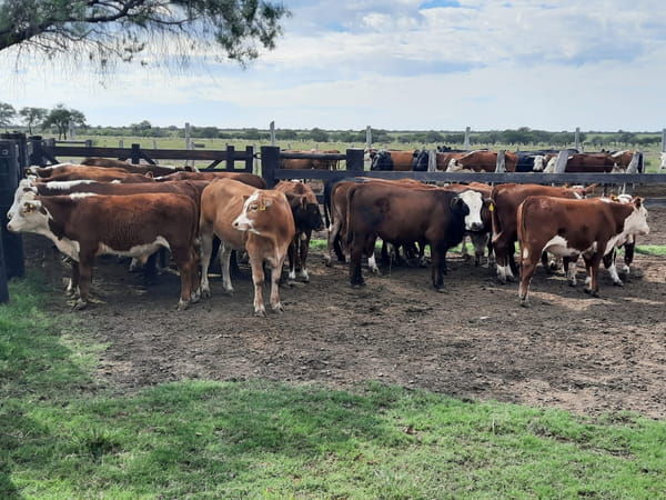 Lote SAENZ VALIENTE, BULLRICH Y Cia. S.A.