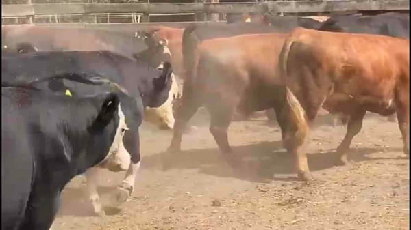 Lote 20 Novillo Engorda en Osorno, X Región Los Lagos
