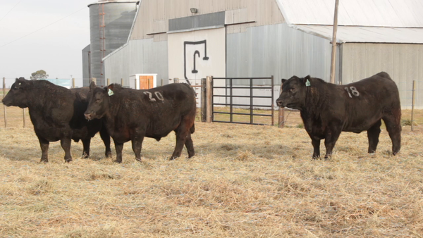 Lote TOROS PUROS DE PEDIGREE