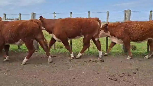 Lote NOVILLOS