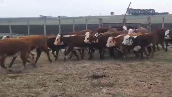Lote (Vendido)18 Terneras POLLED HEREFORD 180kg -  en PALO SOLO