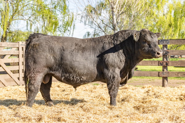 Lote Toro PC