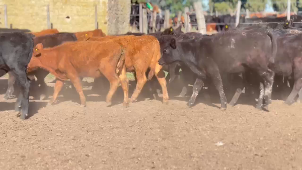 Lote 88 Terneros/as en Gral. Lamadrid, Buenos Aires