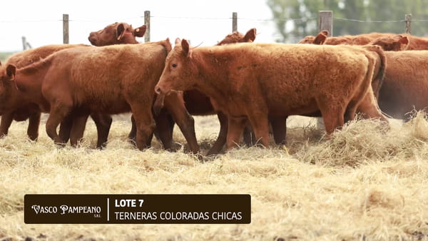 Lote 17 TERNERAS COLORADAS CHICAS