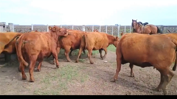Lote 46 Vacas