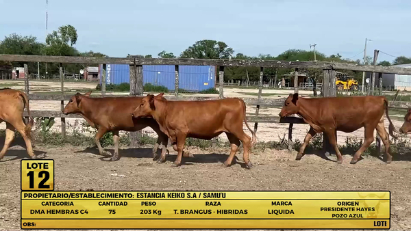 Lote LOTE 12