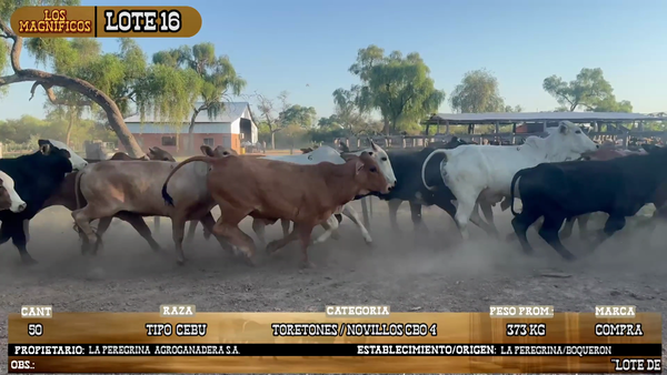 Lote LOTE 15