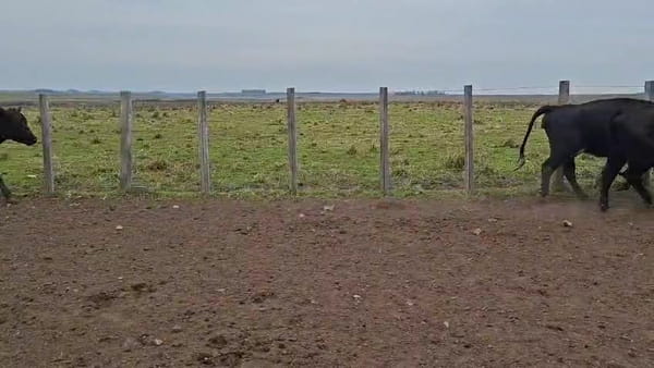 Lote VACAS PREÑADAS