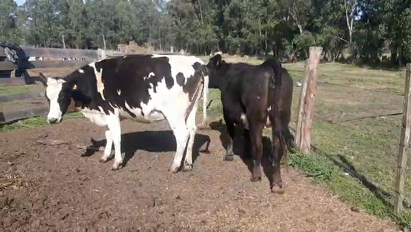 Lote (Vendido)2 Vaquillonas 1 a 2 años HOLANDO 450kg - , San José