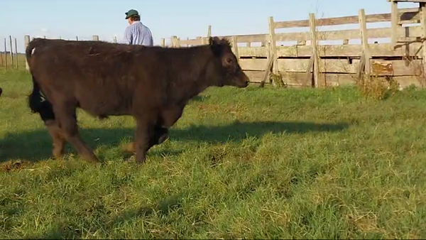 Lote 50 Terneros/as en Rauch, Buenos Aires
