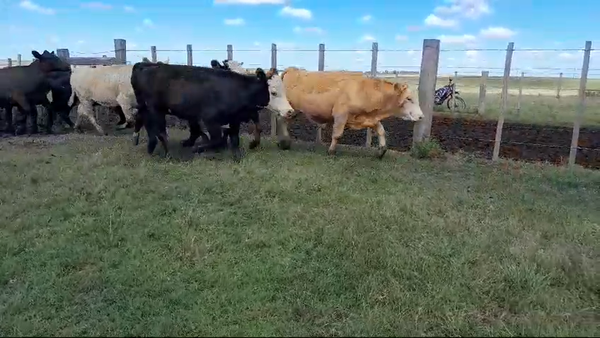 Lote 13 Novillos 1 a 2 años 5 RA,  2 AA,  1 CH,  5 CRUZAS CARNICERAS 248kg -  en BALTASAR BRUM. 110 KM DE SALTO