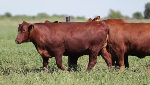 Lote Vaquillonas Brangus Preñadas - Cabaña El Sapucay