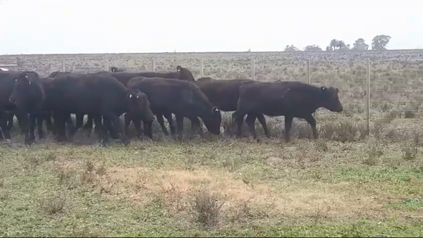Lote (Vendido)19 Vaquillonas 1 a 2 años CRUZAS 315kg -  en PALO SOLO