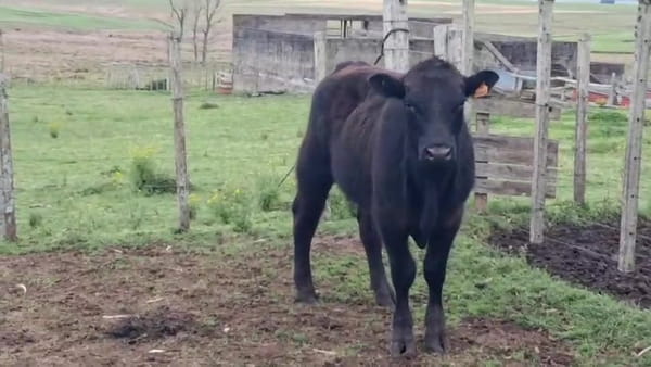 Lote Toros 350kg - , San José