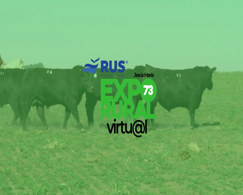 Lote TOROS PUROS DE PEDIGREE ANGUS