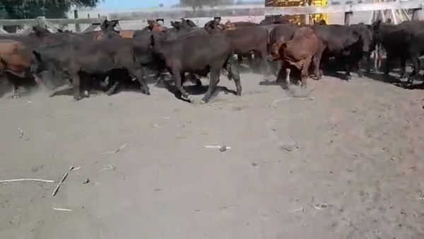 Lote 60 Terneros/as en Entre Ríos, Villaguay