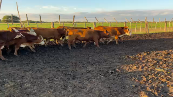 Lote 80 Terneras Braford en Hipatía, Santa Fe