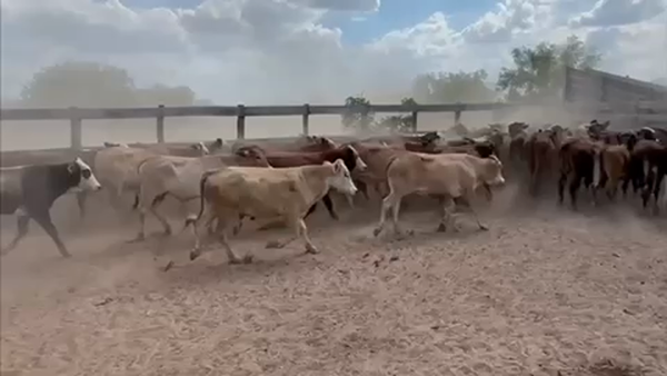 Lote 85 Novillitos en Laguna Yema, Formosa