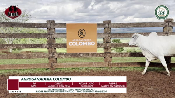 Lote VAQUILLA CON CRÍA