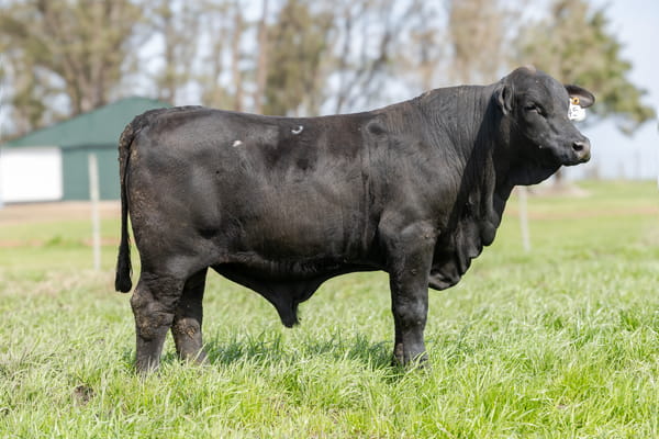 Lote Jacaranda - 6 - Toros