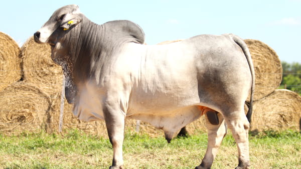Lote LOTE 49