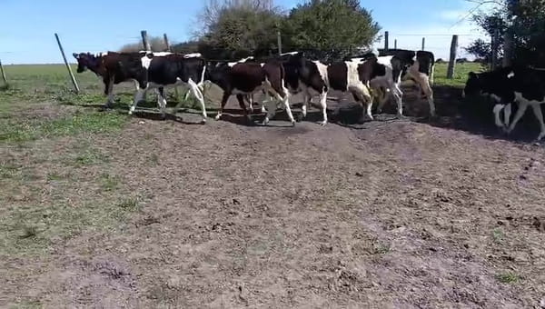 Lote 11 Terneros 170kg - , San José