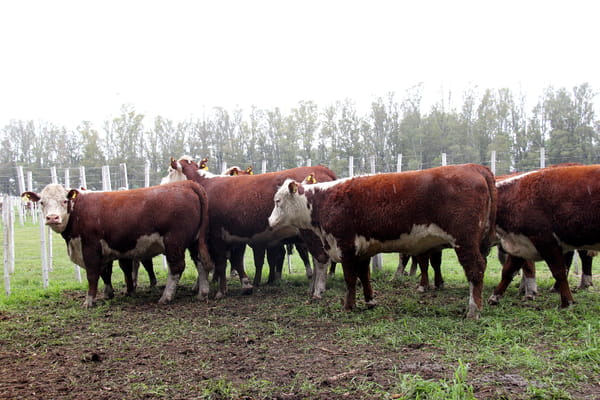 Lote VAQUILLONAS PREÑADAS RG HEREFORD -PARICION OTOÑO 2022