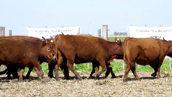 Lote Vaquillonas MAS