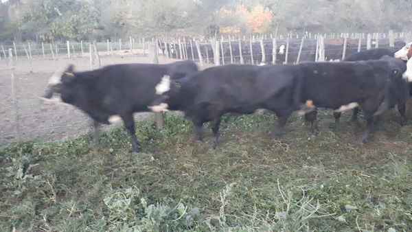 Lote 29 Terneras en Daireaux, Buenos Aires