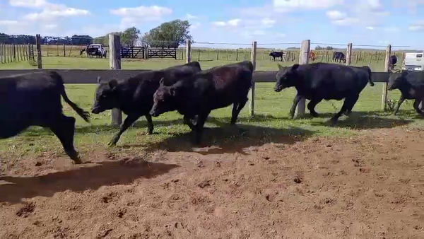 Lote 50 Terneros/as en Salazar