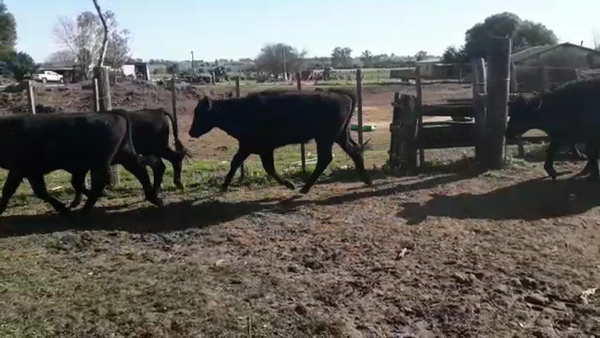 Lote (Vendido)35 Terneras ANGUS 230kg -  en TALA