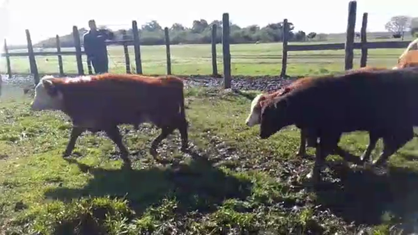 Lote 55 Terneras Braford en Calchaquí, Santa Fe