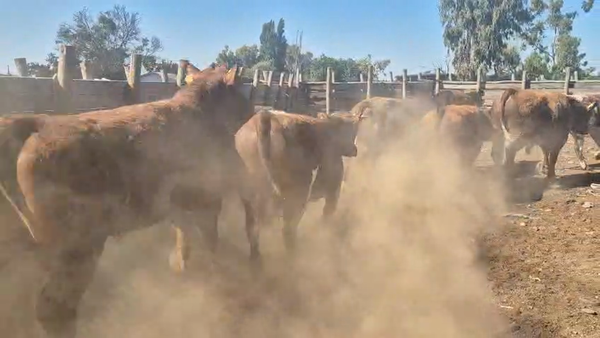 Lote 45 Novillo Gordo en Pelarco, VII  Región Maule