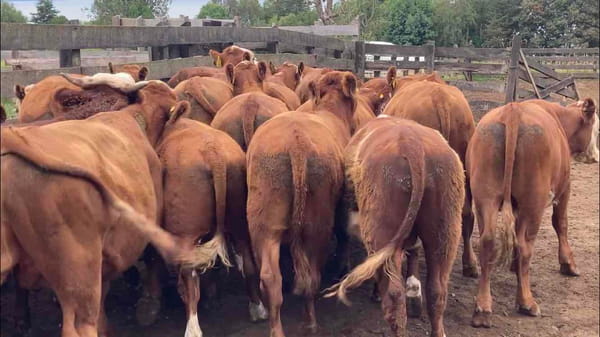 Lote 24 Novillo Engorda en La Unión, XIV Región Los Ríos