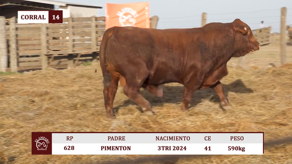 Lote Toros BRANGUS COLORADO EL AMPARO