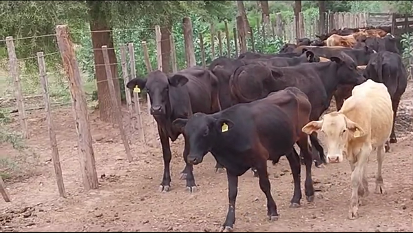 Lote 50 Terneros/as en La Banda, Santiago del Estero