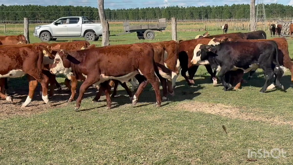 Lote 129 Terneros/as en Corrientes, Concepción