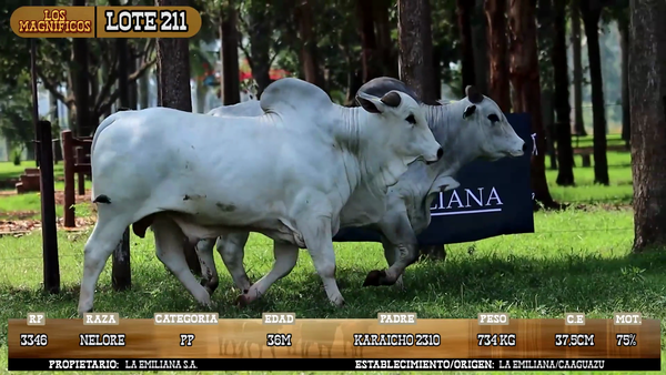 Lote LOTE 211
