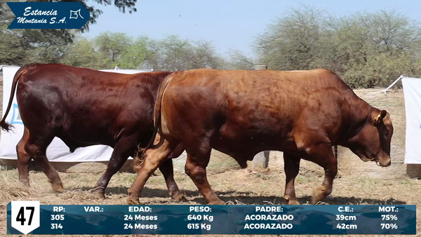Lote LOTE 47