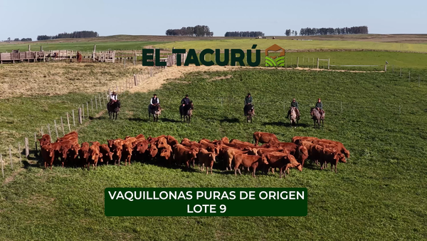 Lote El Tacurú