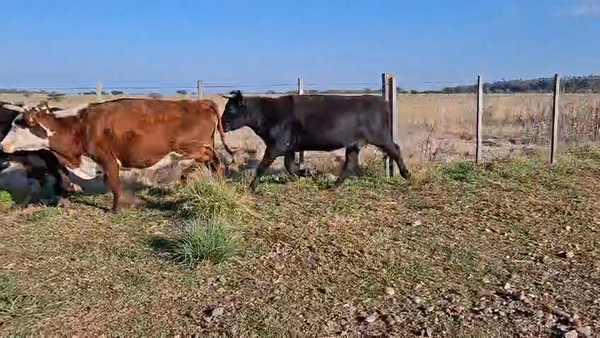 Lote VACAS INVERNAR