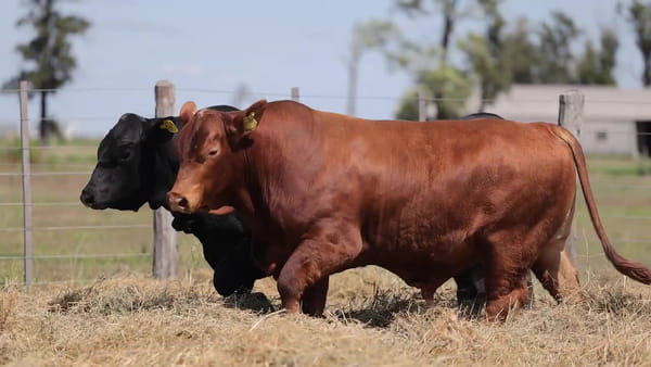Lote Toros Brangus - Cabaña Los Guasunchos