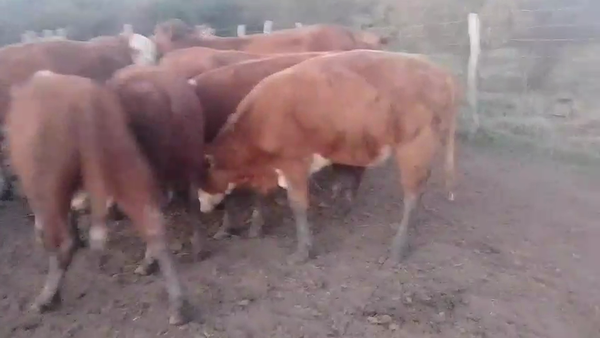 Lote 24 Novillitos y vaquillonas