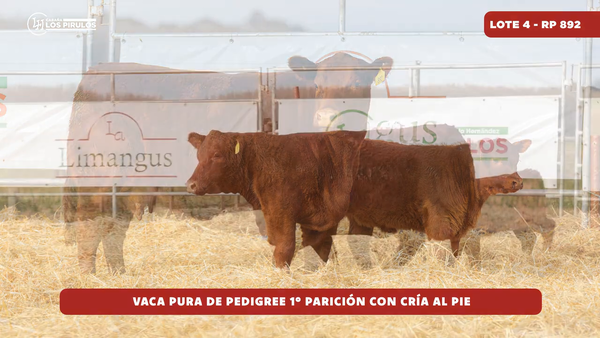 Lote VACA PURA DE PEDIGREE - 3 años - 1ra parición - con cría al pie