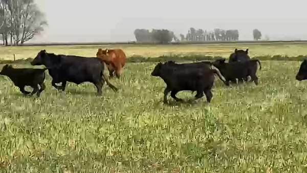 Lote 43 Vientres preñados y con cría en Gral. Villegas